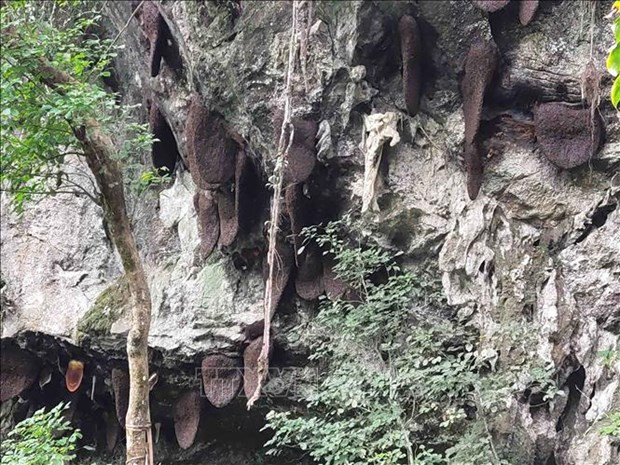 Người dân xóm Hoài Khao có tục cấm phá tổ ong lấy mật nên vẫn giữ được một hang núi có hàng trăm đàn ong làm tổ. Những tổ ong khoái to cỡ như tấm chiếu với hàng triệu con ong bám vào tạo nên một cảnh tượng kỳ vỹ hiếm thấy.