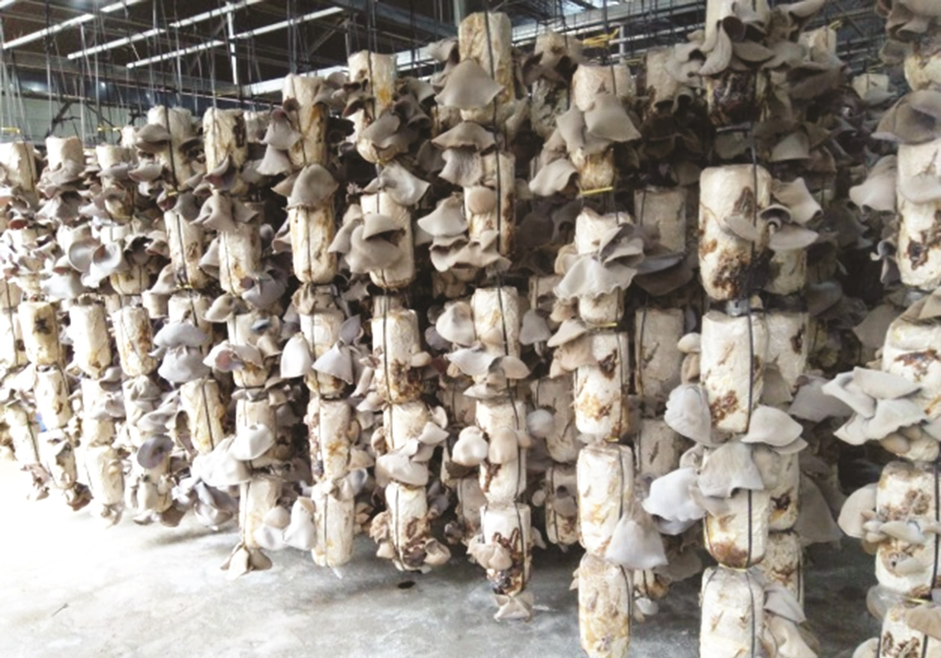 Sản phẩm nấm, mộc nhĩ của Dự án