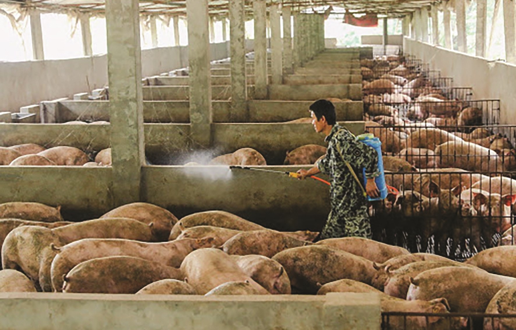 Các chủ trang trại đang nỗ lực tái đàn nhưng không lơ là để dịch bệnh tái phát.