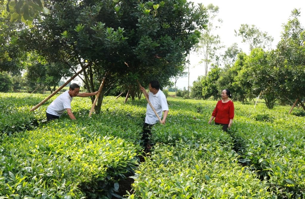 Mô hình trồng cây mắc ca xen cây chè của đảng viên Nguyễn Xuân Cát ở thị trấn Tân Uyên được nhiều hộ gia đình học hỏi