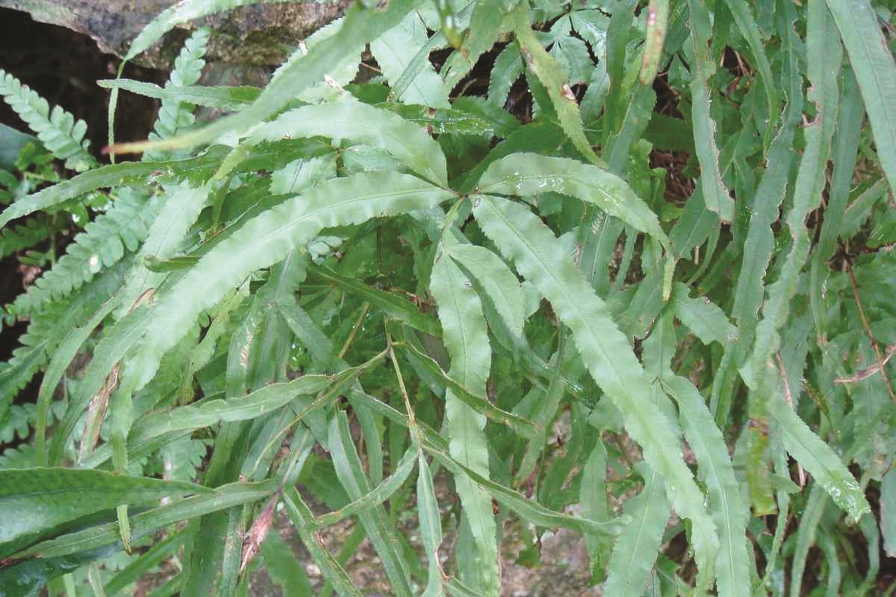 Cây cỏ luồng làm thuốc