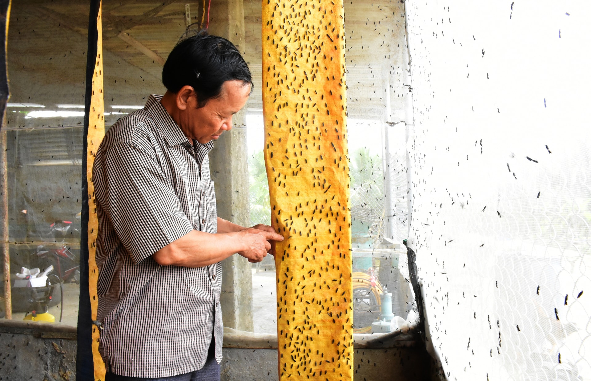 Ông Ấn khoe đàn ruồi lính đen trưởng thành. Ảnh: HT