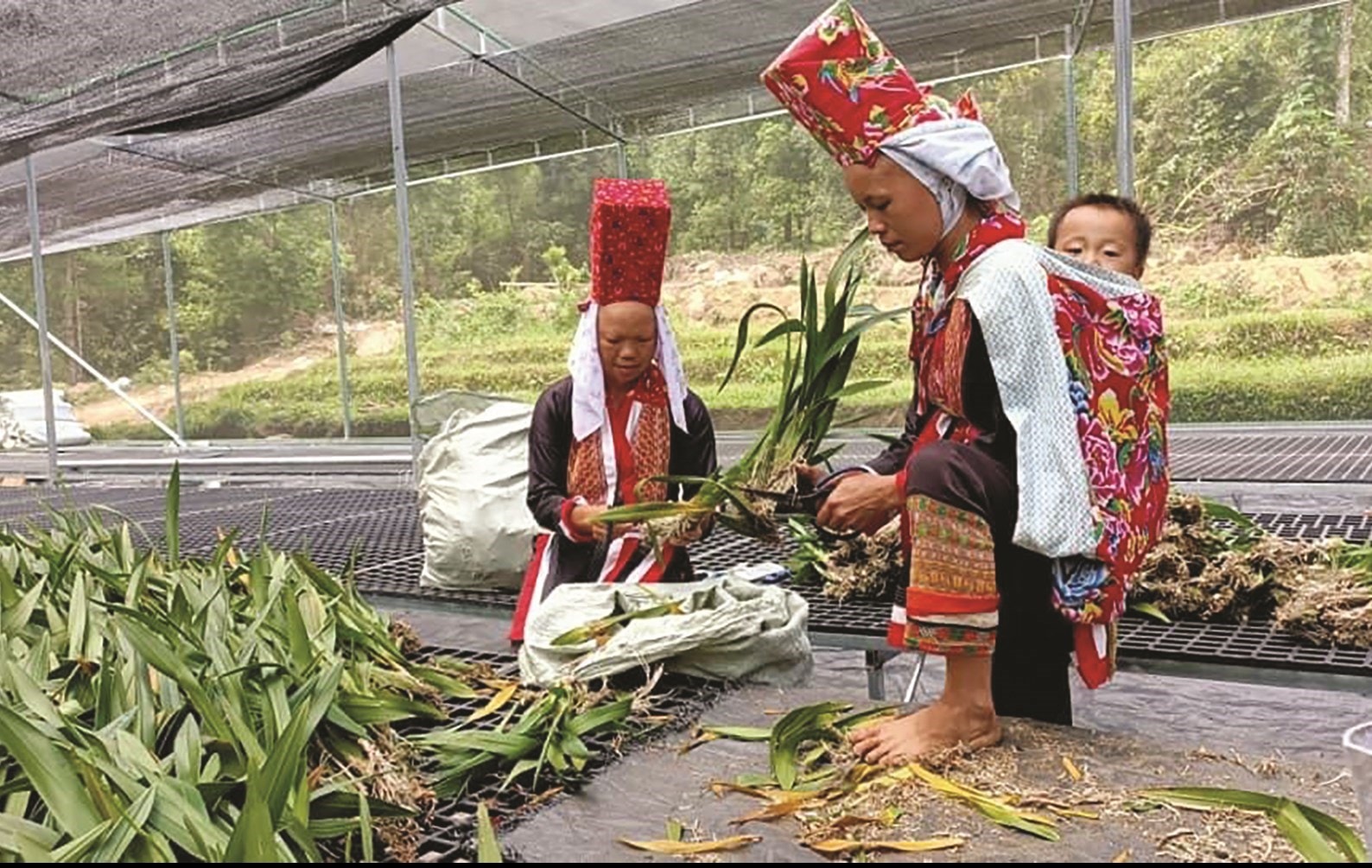 Người dân xã Đồng Văn trồng hoa tại trang trại hoa Cao Sơn, Đồng Văn để phục vụ khách du lịch