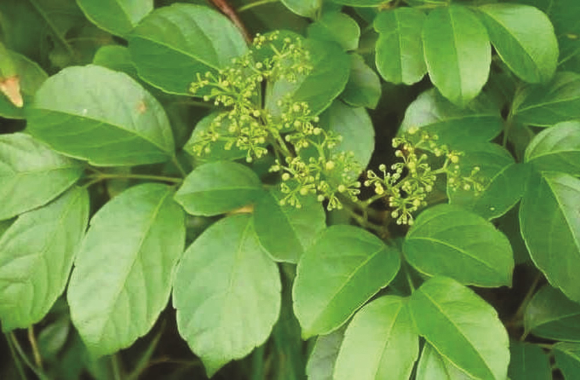 Bài thuốc chữa bệnh từ chè dây