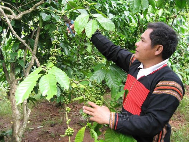 Nông dân huyện Krông Bông chăm sóc cây cà phê. Ảnh: TTXVN