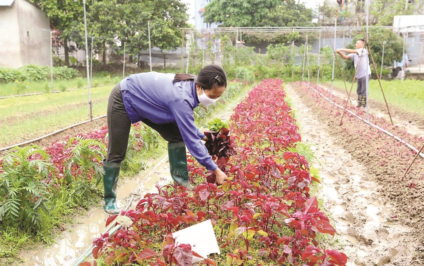 Nông nghiệp hữu cơ: Bước đột phá trong sản xuất hàng hóa 