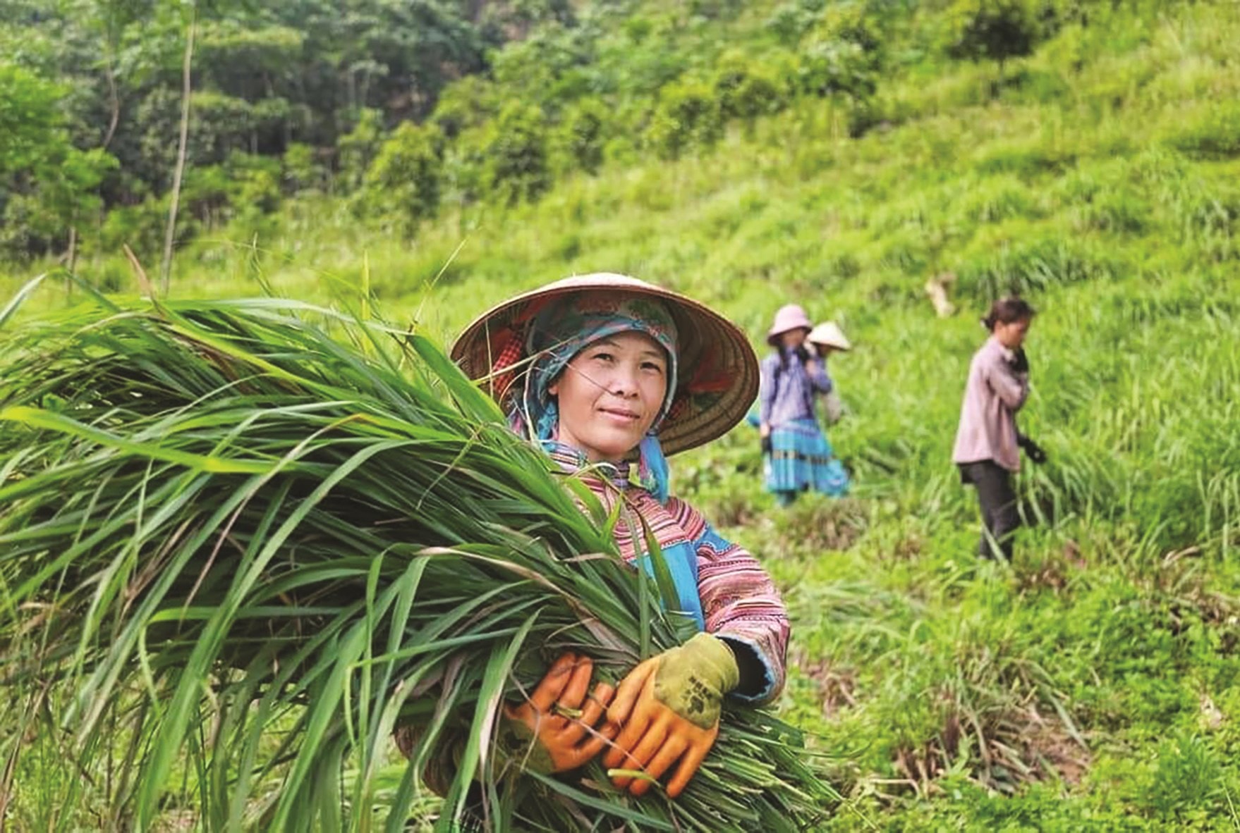 Cây sả là một trong những cây trồng mang lại hiệu quả kinh tế cao cho bà con nông dân  xã Xuân Thượng.