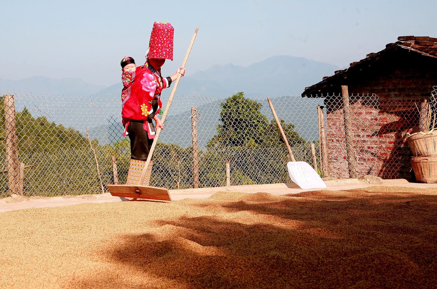 Người Dao phơi lúa