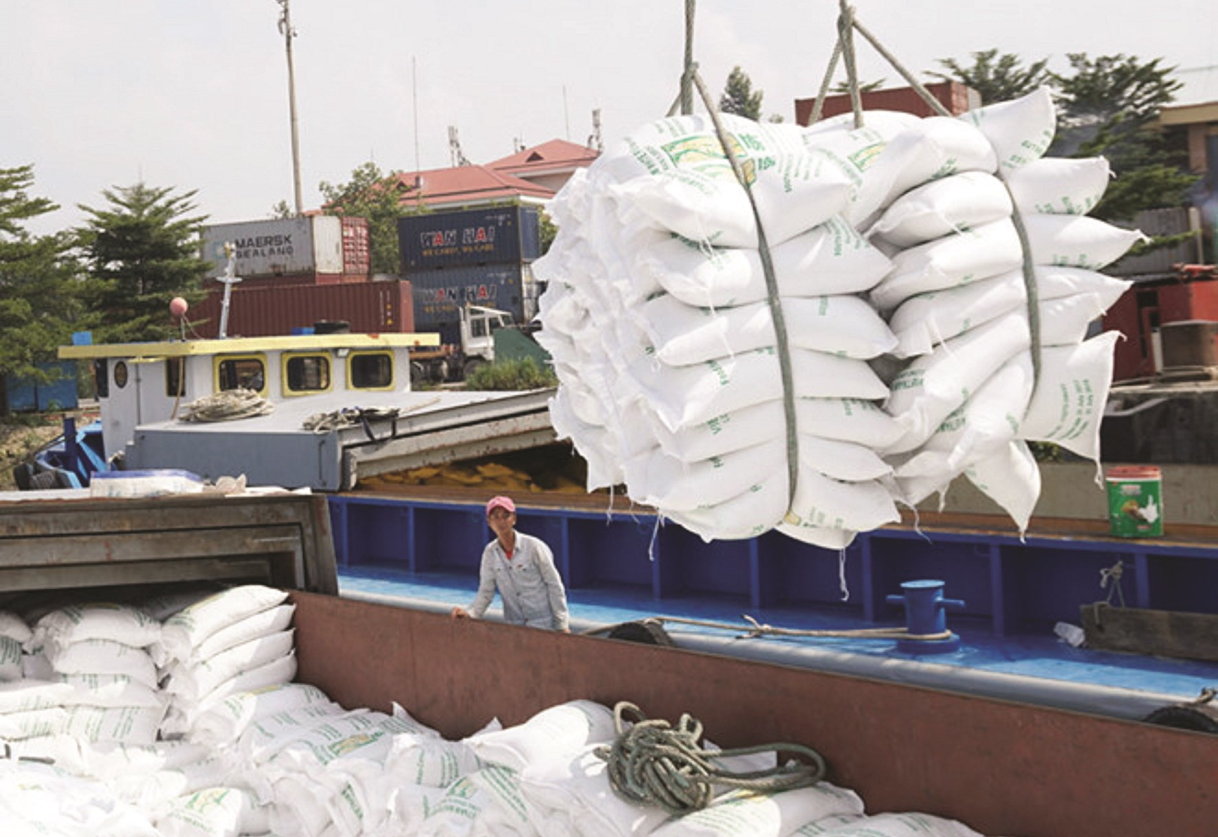 Tăng lượng gạo thơm xuất khẩu sang EU là cơ hội để khẳng định  hạt gạo Việt