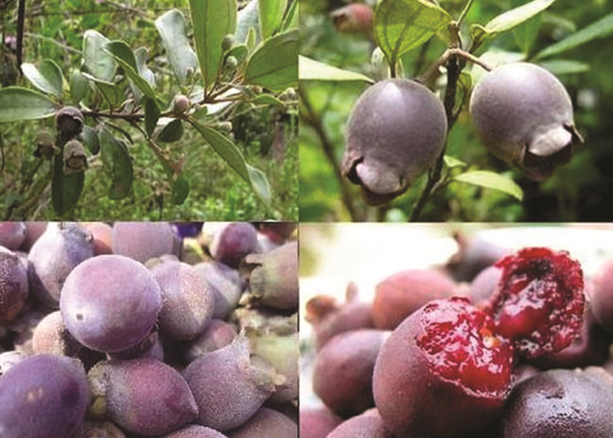 Bài thuốc từ cây sim