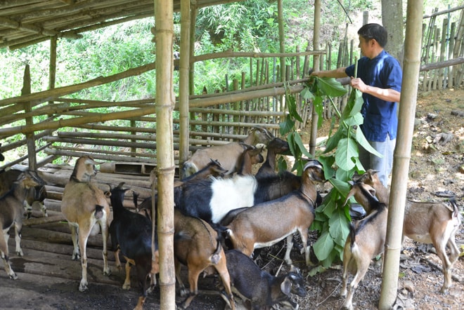 Ông Đặng Thanh Hùng thôn Khuôn Tâm nuôi dê theo hướng hàng hóa.