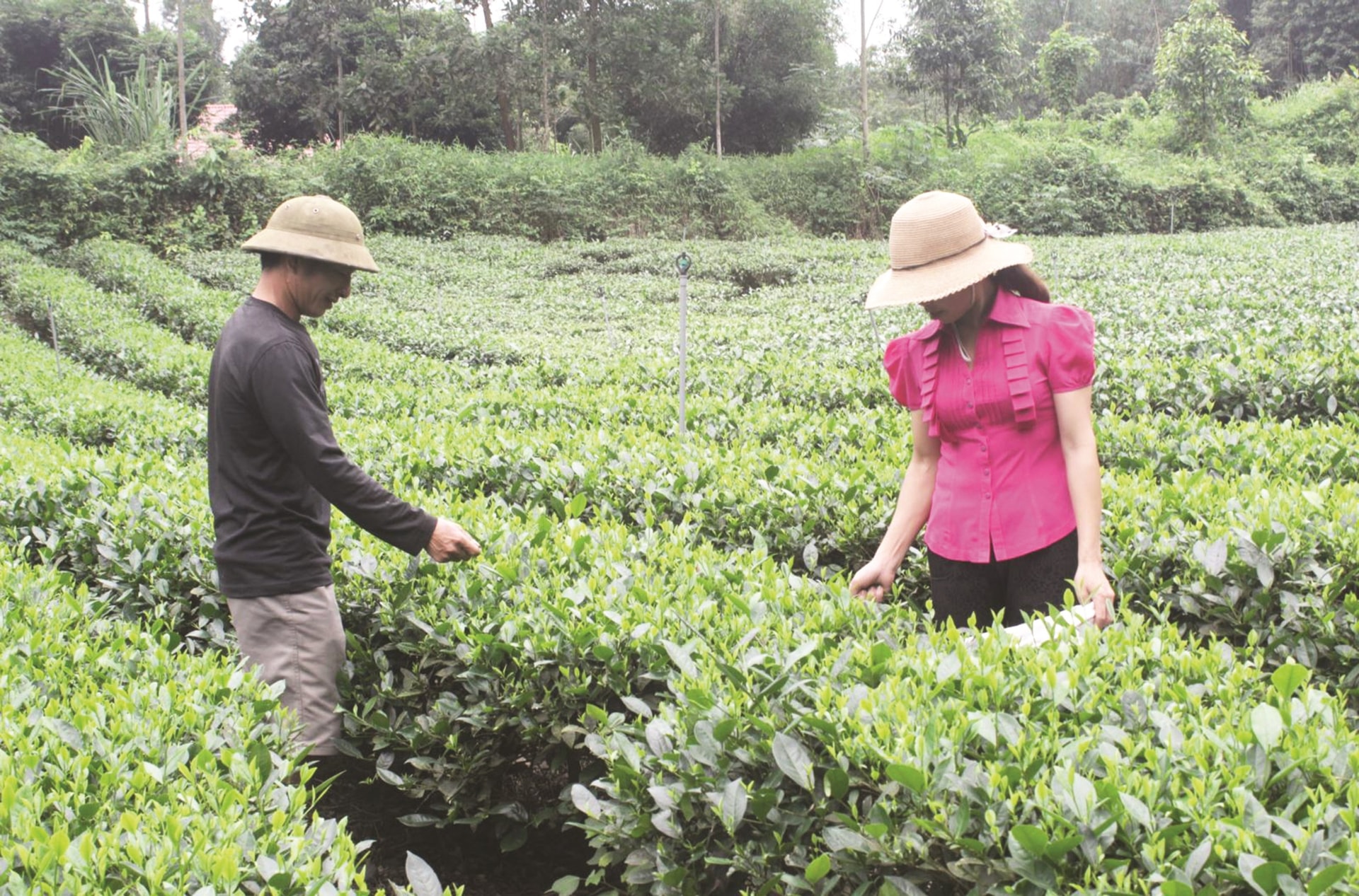 Dự án Hỗ trợ phát triển sản xuất (Chương trình 135), giúp người dân xã Liên Minh (Võ Nhai) phát triển sản xuất từ cây chè. Ảnh tư liệu