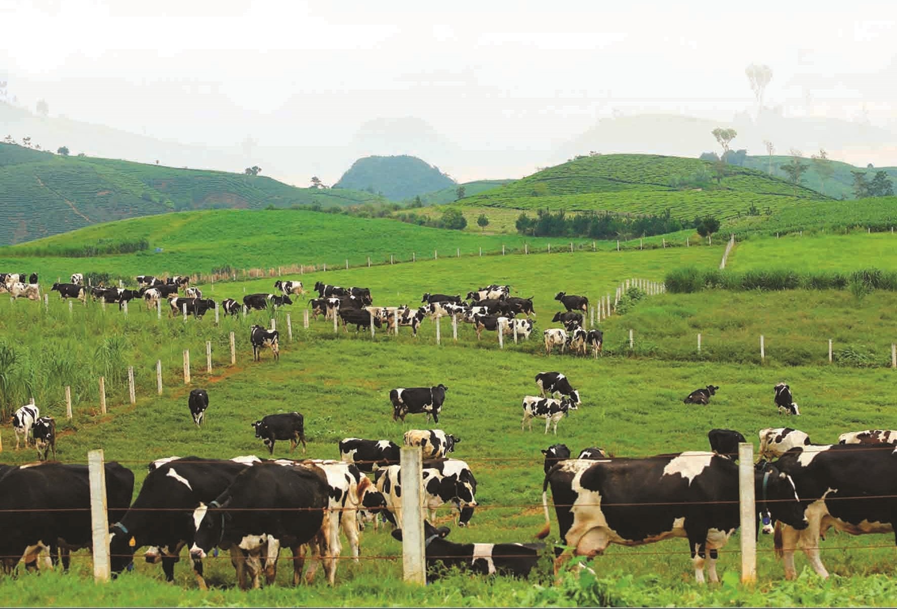 Giai đoạn 2008 - 2018, sản lượng sữa tươi nguyên liệu đạt 960 nghìn tấn, tương đương trị giá trên 12 nghìn tỷ đồng