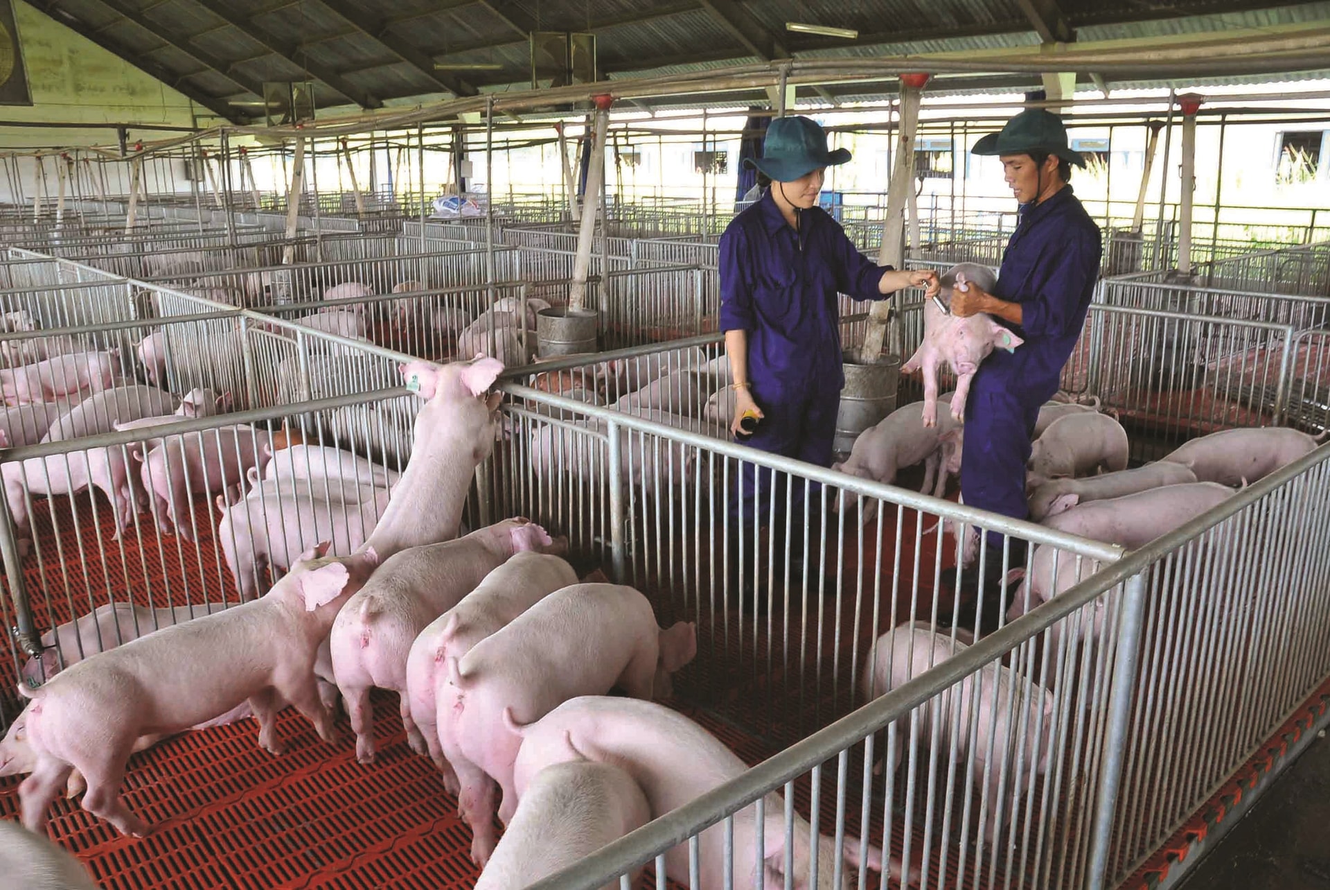 Đến năm 2030, phấn đấu tổng đàn lợn có mặt thường xuyên  ở quy mô khoảng 29 - 30 triệu con