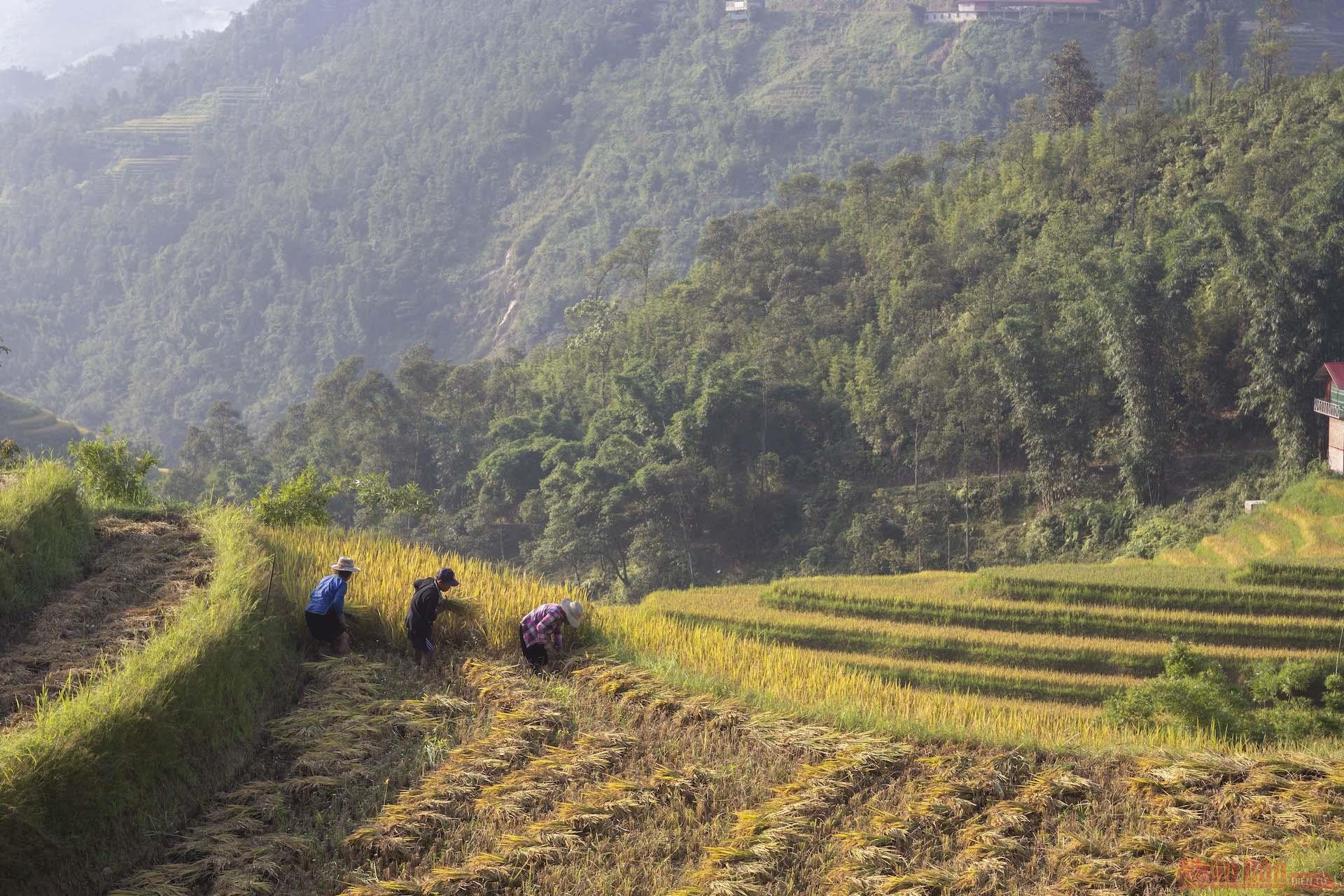 Người dân Ý Linh Hồ gặt lúa.