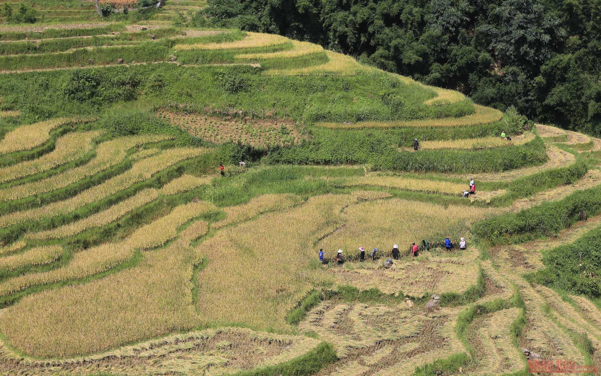 Người dân Lao chải đang gặt lúa trên đường từ Ý Linh Hồ về Lao Chải.