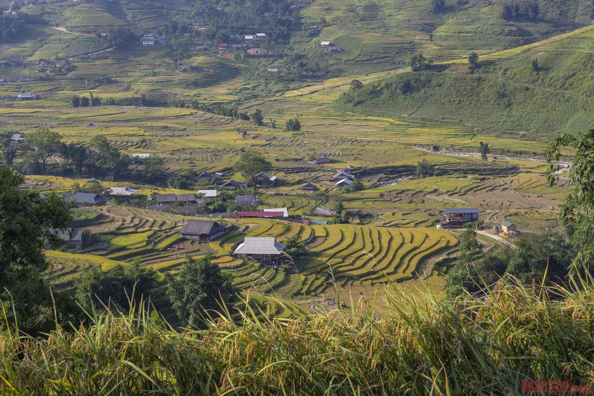 Người dân sẽ cắt lúa vào buổi sáng khi trời còn mát mẻ, buổi chiều họ sẽ đốt rơm để giải phóng đồng ruộng cho mùa vụ năm sau.