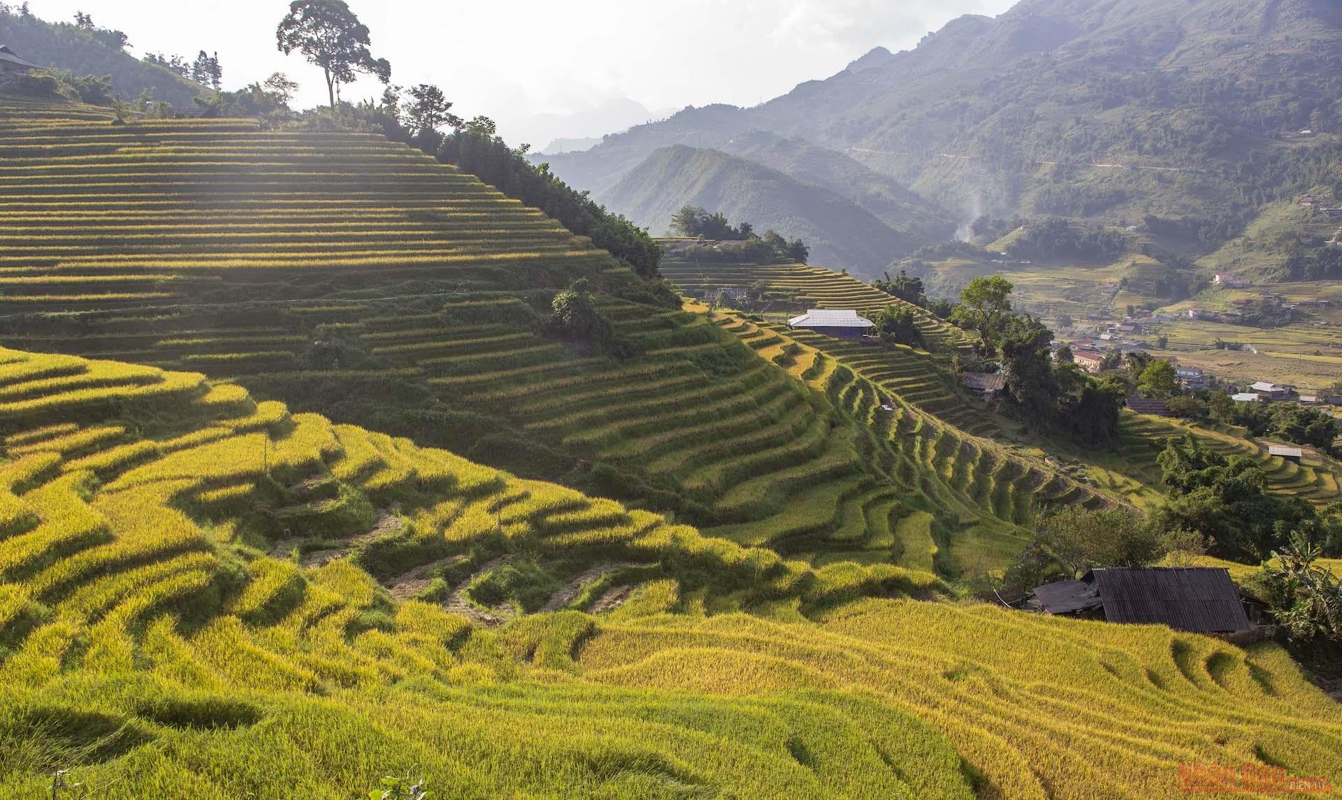 Những thửa ruộng bậc thang ở Tả Van chín muộn còn đang vàng ươm.