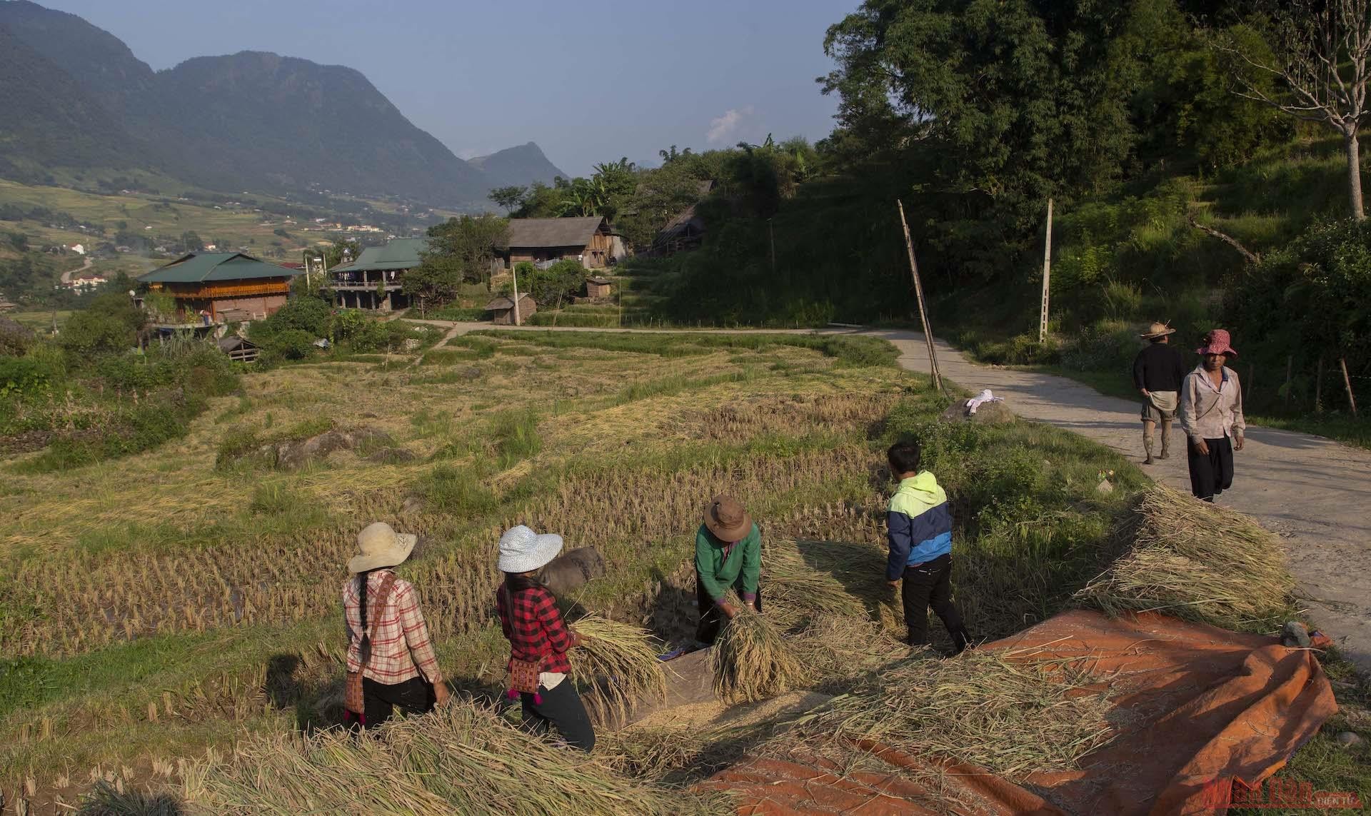 Người dân gặt lúa và đập lúa ngay tại ruộng.