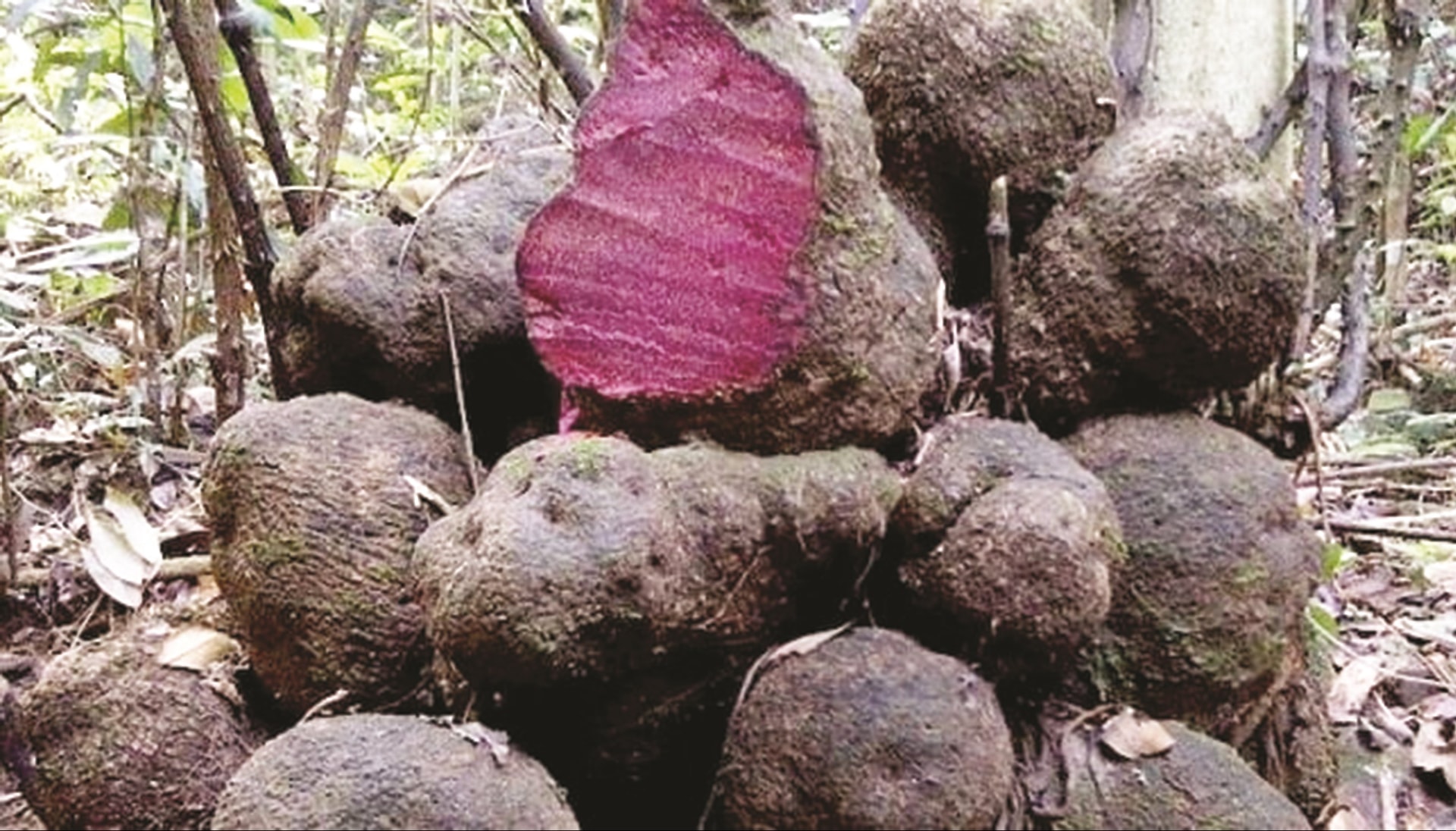 Bài thuốc chữa bệnh từ củ nâu
