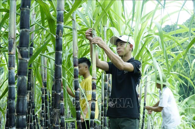 Người dân xã Búng Lao chăm sóc cây mía.