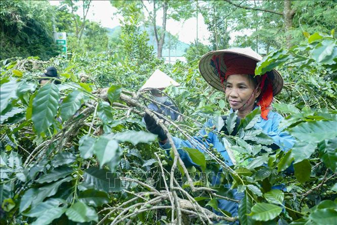 Người dân Mường Ảng chăm sóc vườn cây cà phê.