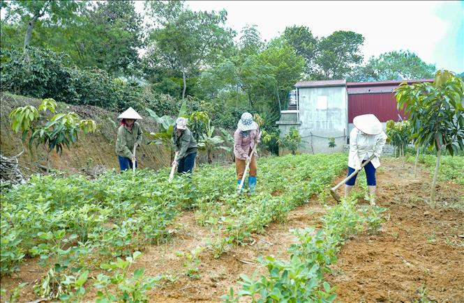 Người dân Mường Ảng tích cực lao động sản xuất.