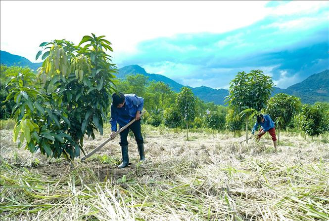 Người dân Ẳng Nưa chăm sóc vườn cây ăn quả.