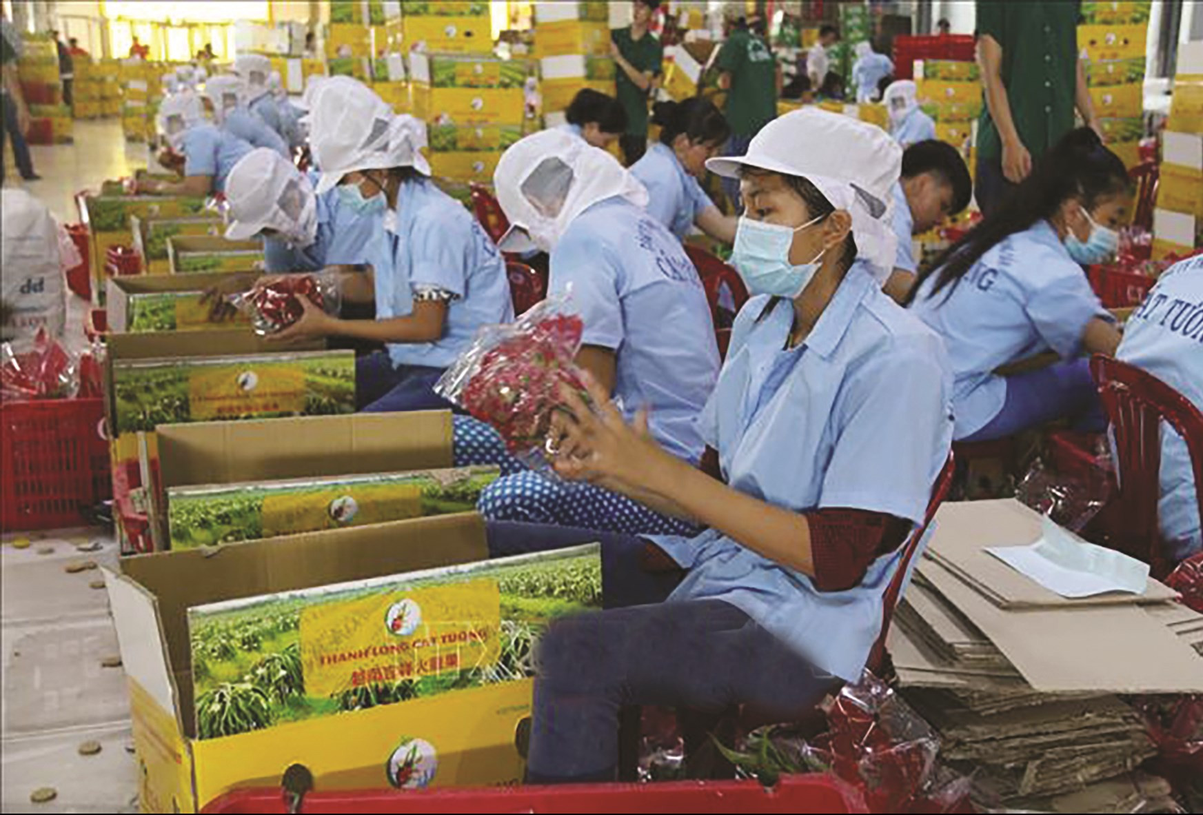 Sơ chế đóng gói thanh long xuất khẩu.