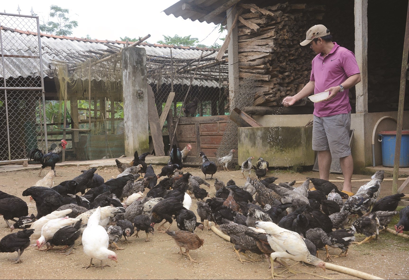  Gà, vịt do Dự án “không còn nạn đói” hỗ trợ được người dân thôn Ra Manh chăm sóc và phát triển tốt