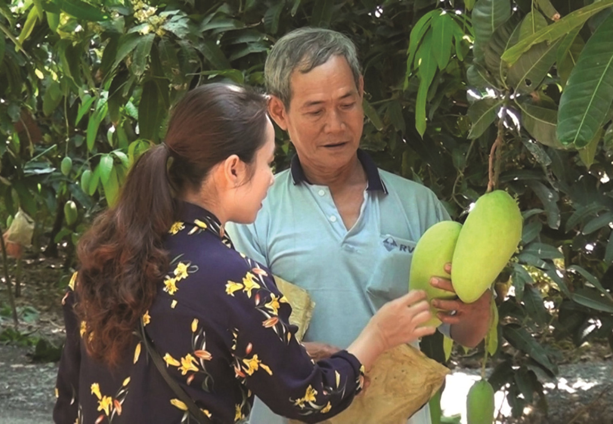 Ông Chau An, xã Núi Tô, huyện Tịnh Biên chăm sóc vườn xoài thanh ca trồng trên Núi Tô đã giúp gia đình ông có thu nhập cao