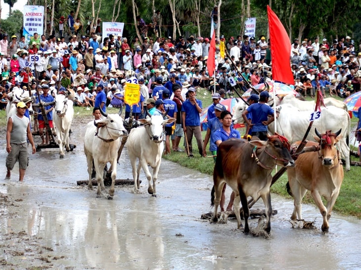 Đua bò là ngày hội lớn của đồng bào Khmer vùng Bảy Núi An Giang (nhân dịp lễ Sen Đôn ta) thu hút sự quan tâm của đông đảo người dân và du khách đến theo dõi, cổ vũ.
