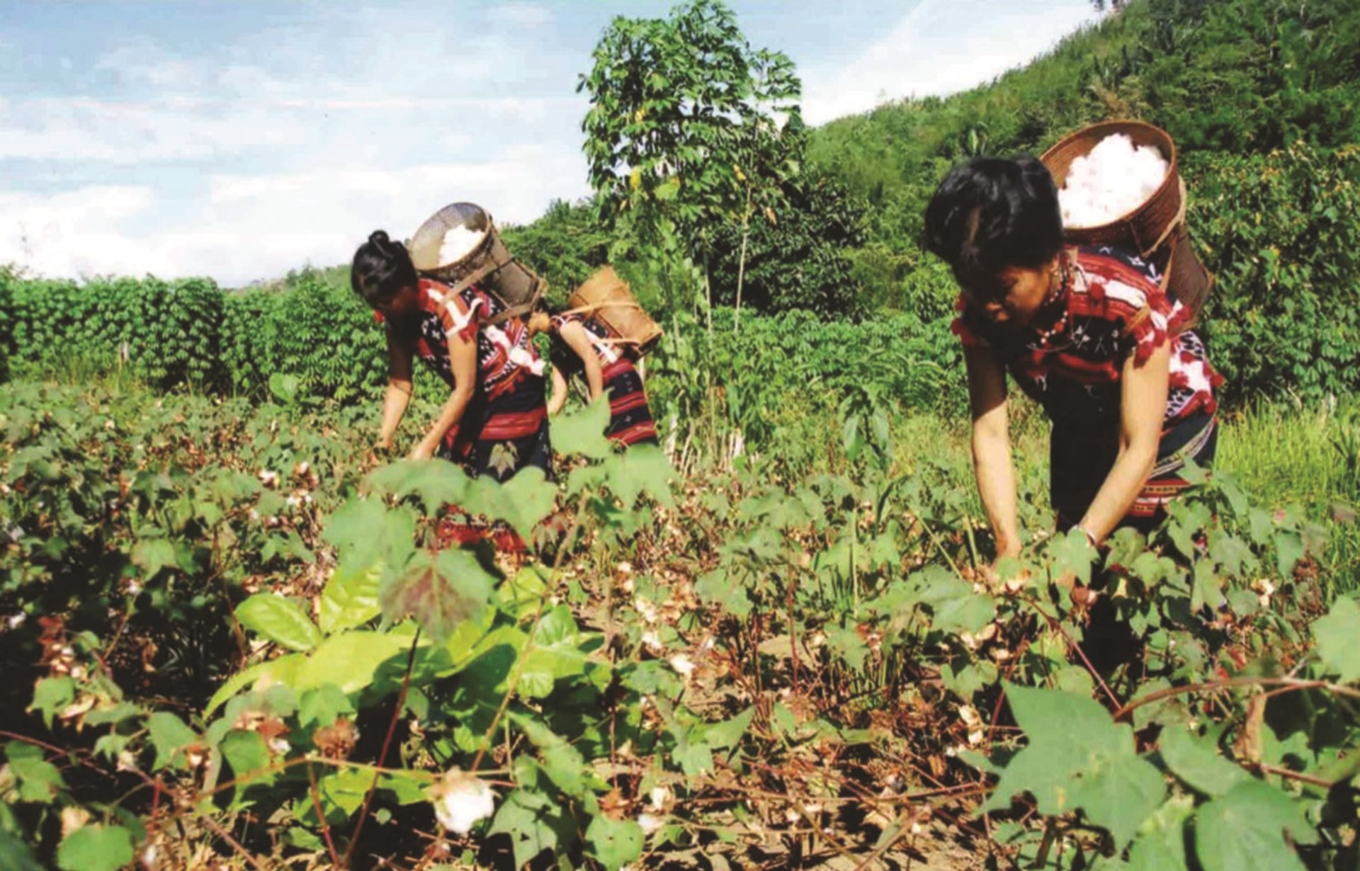 Công đoạn thu hoạch bông, đến công đoạn bật bông, xe bông, kéo sợi và dệt thổ cẩm ở làng Công Dồn