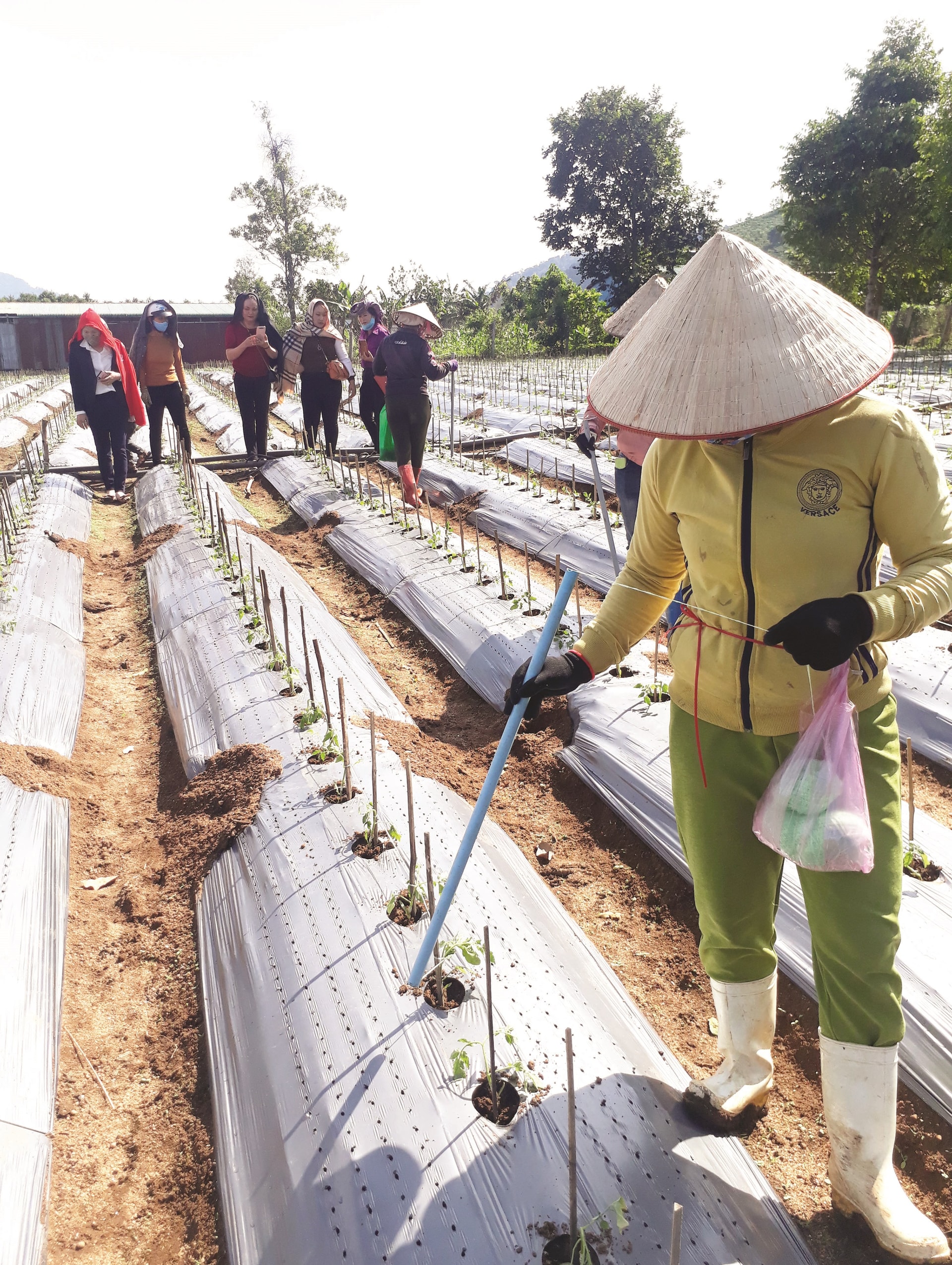 Người lao động của HTX chuối Laba Đạ K’nàng đang chăm sóc vườn ươm giống