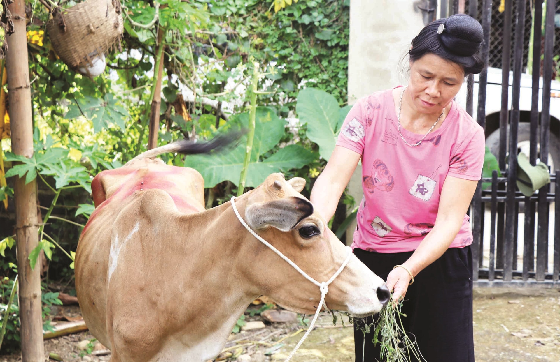 Nhiều hộ nghèo ở bản Cộng phải đi vay lãi ngoài để lấy tiền đối ứng mới được nhận bò.