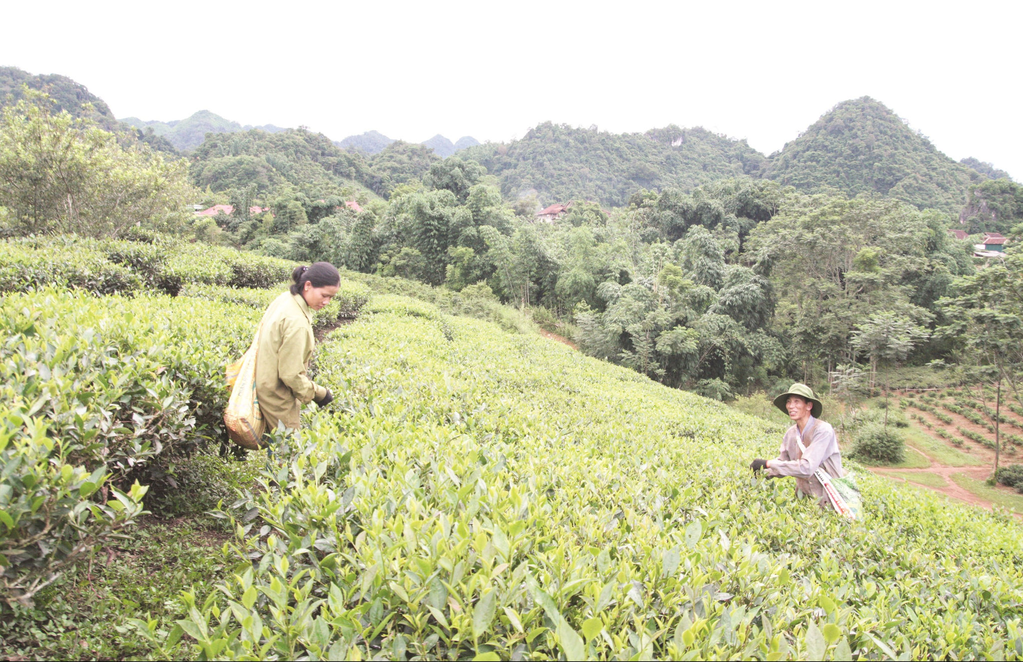 Nhờ các dự án hỗ trợ phát triển sản xuất đã giúp người dân có sinh kế ổn định.  (Trong ảnh: Người dân ở bản Quỳnh Châu, xã Phổng Lái, huyện Thuận Châu thu hái chè).