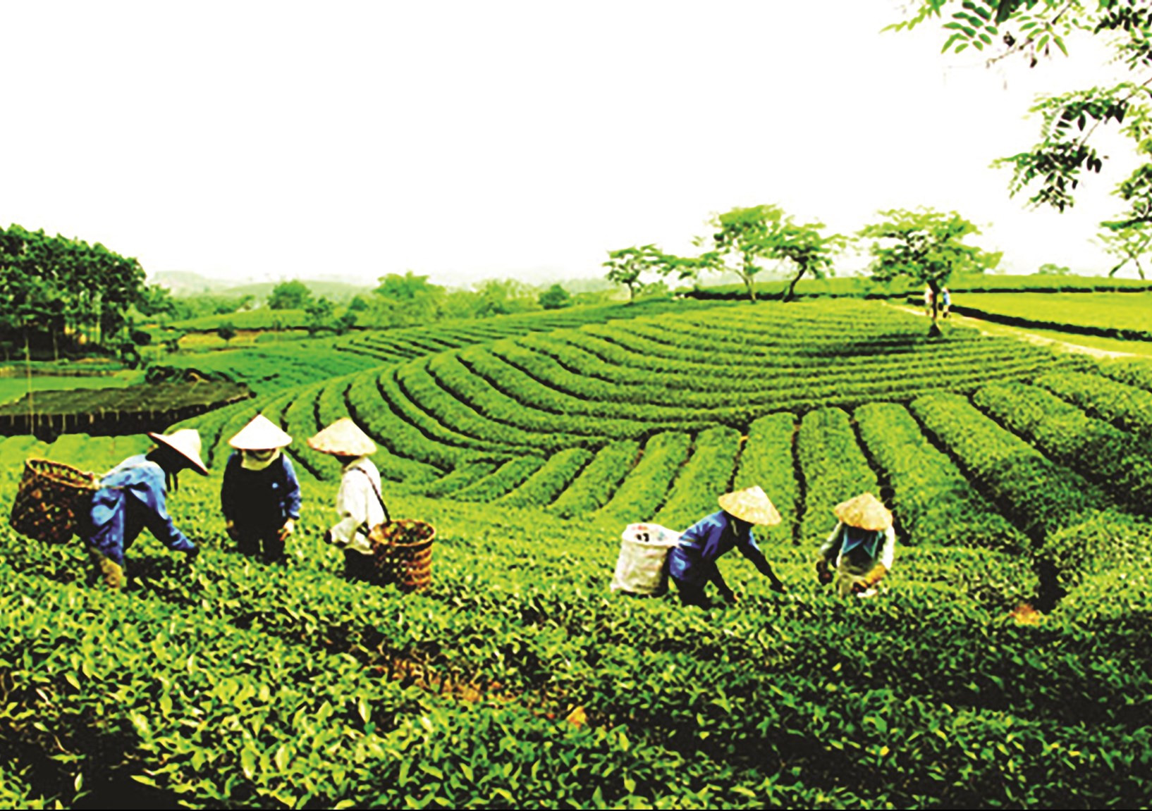 Cây chè tiếp tục khẳng định là cây trồng thế mạnh của tỉnh