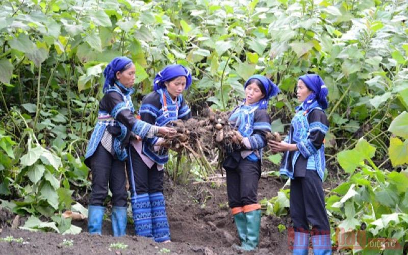 Thu hoạch sâm đất ở thôn Mò Phú Chải, xã Ý Tý (Bát Xát- Lào Cai).
