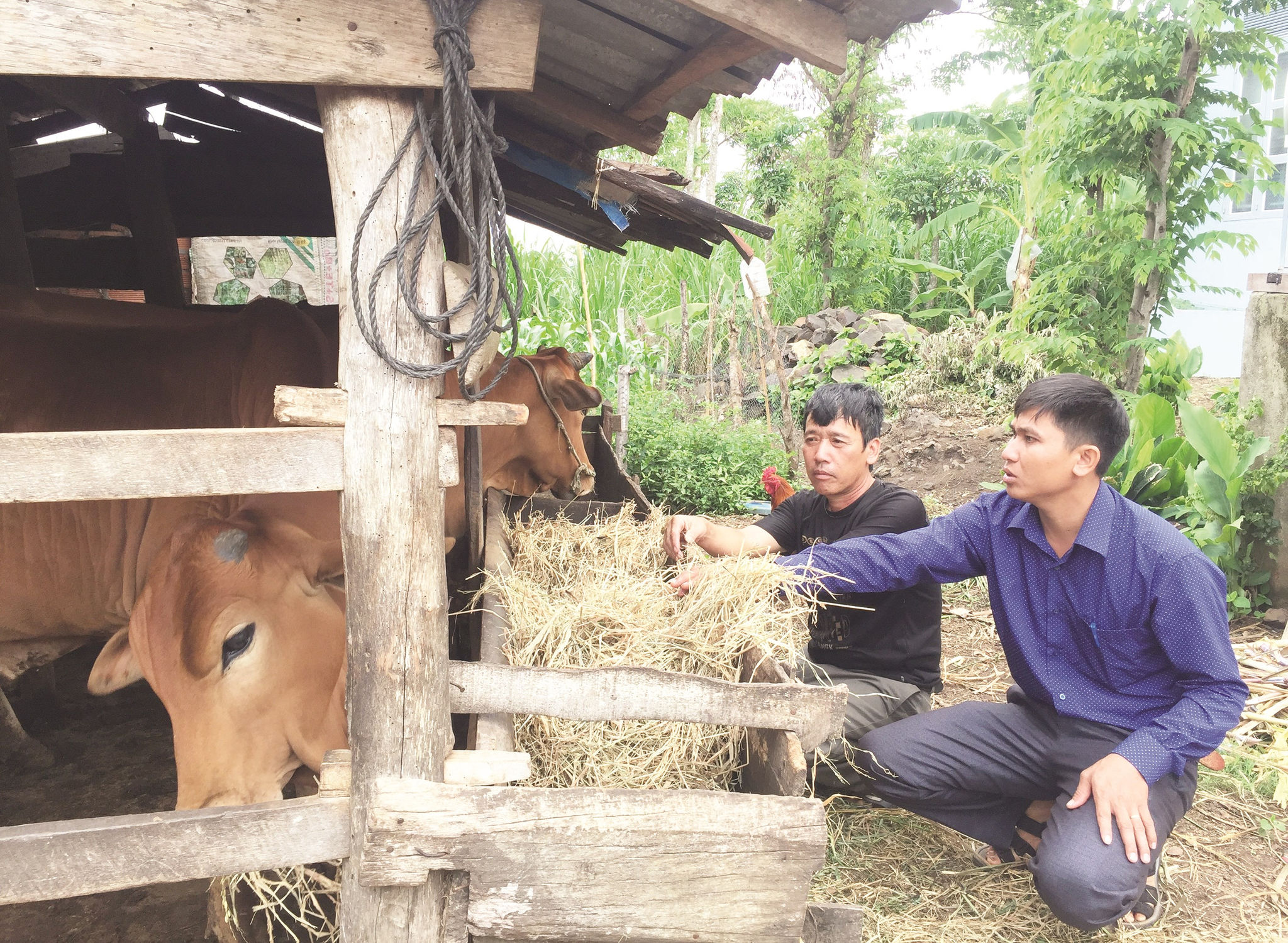 Ông Ma Văn Toàn (trái) đang giới thiệu cho cán bộ xã về mô hình chăn nuôi bò của gia đình.  Ảnh T.Dũng