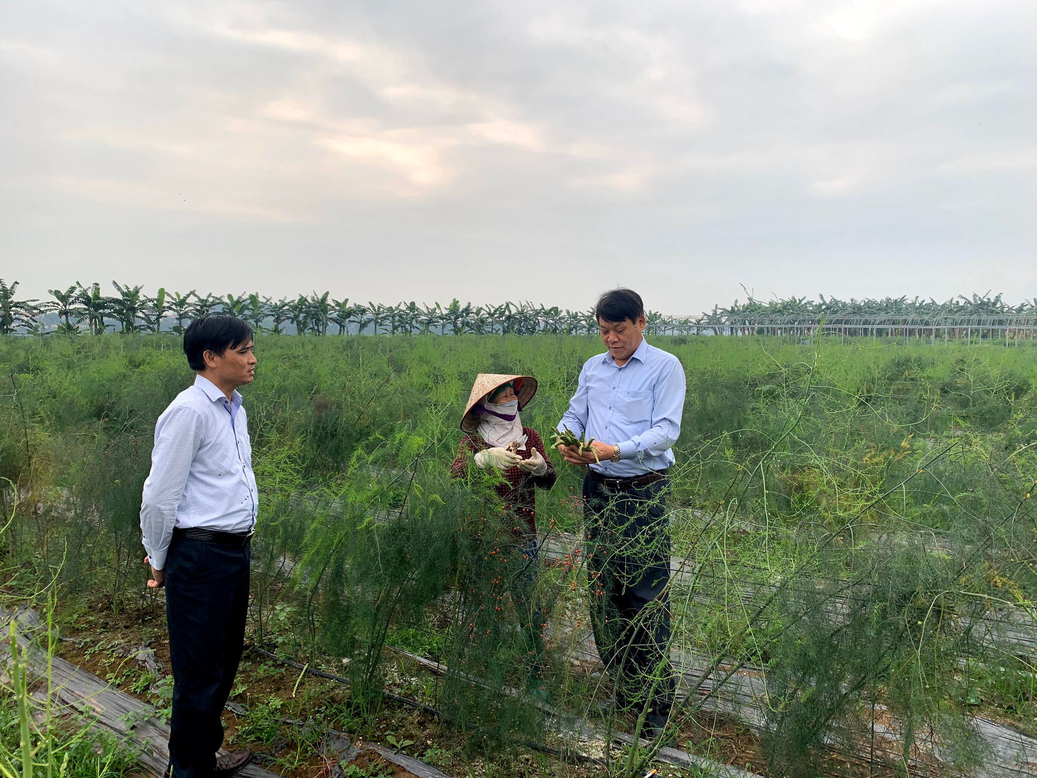 Cán bộ Quỹ hỗ trợ phát triển HTX tỉnh Phú Thọ kiểm tra dự án vay vốn xây dựng mô hình trồng măng tây tại HTX nông nghiệp sông Đà, huyện Tam Nông. (Ảnh LMHTX tỉnh Phú Thọ)