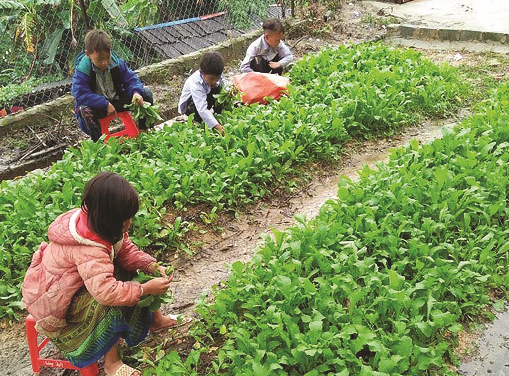 Các em học sinh Trường PTDTBT Tiểu học Sơn Lương chăm sóc vườn rau tại trường