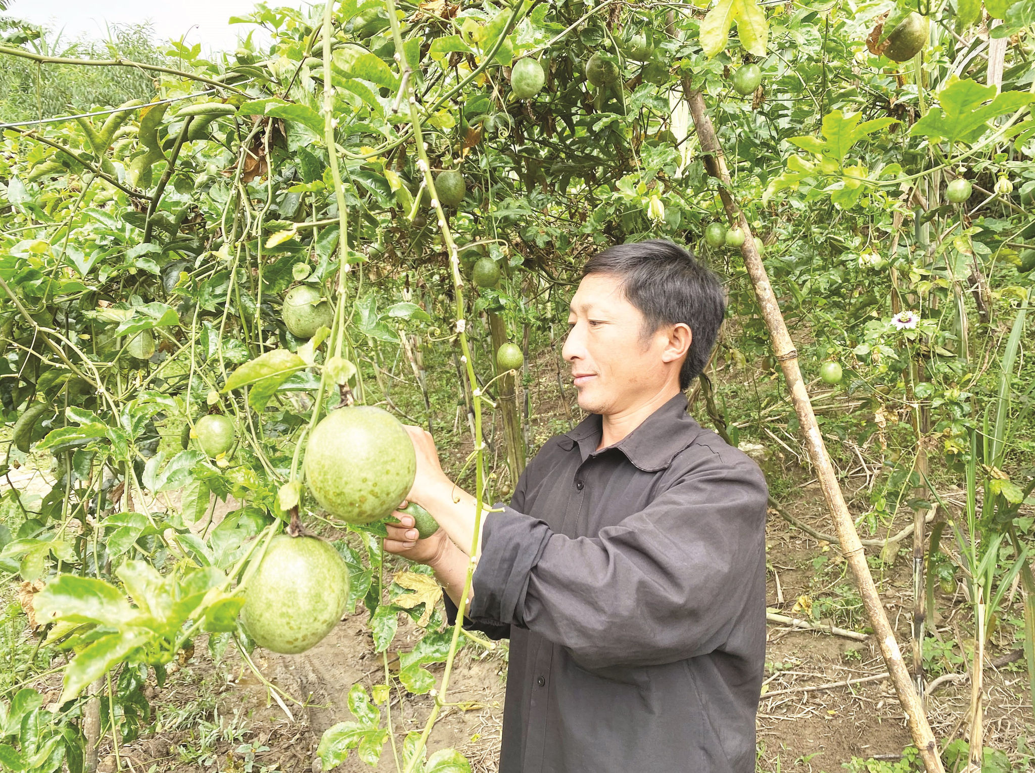 Trưởng bản Và Khùa Đớ là một trong những người làm ăn giỏi, khá giả ở Huồi Cọ.