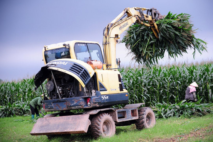Thu hoạch ngô sinh khối ở Vĩnh Phúc.