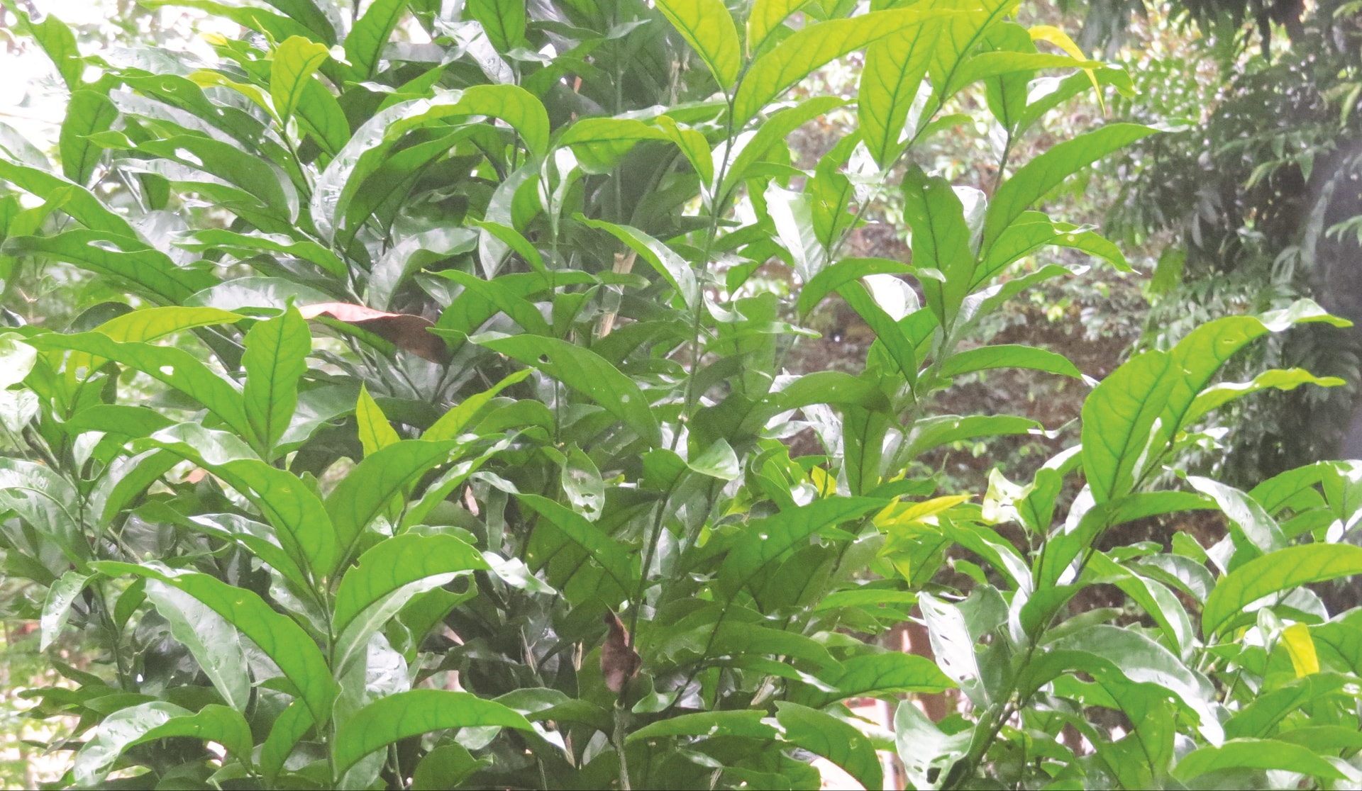 Từ năm 2017 - 2020, Ban Quản lý Khu bảo tồn thiên nhiên Pù Luông, huyện Bá Thước (Thanh Hóa) đã triển khai dự án bảo tồn các loại cây quý hiếm có nguy cơ tuyệt chủng