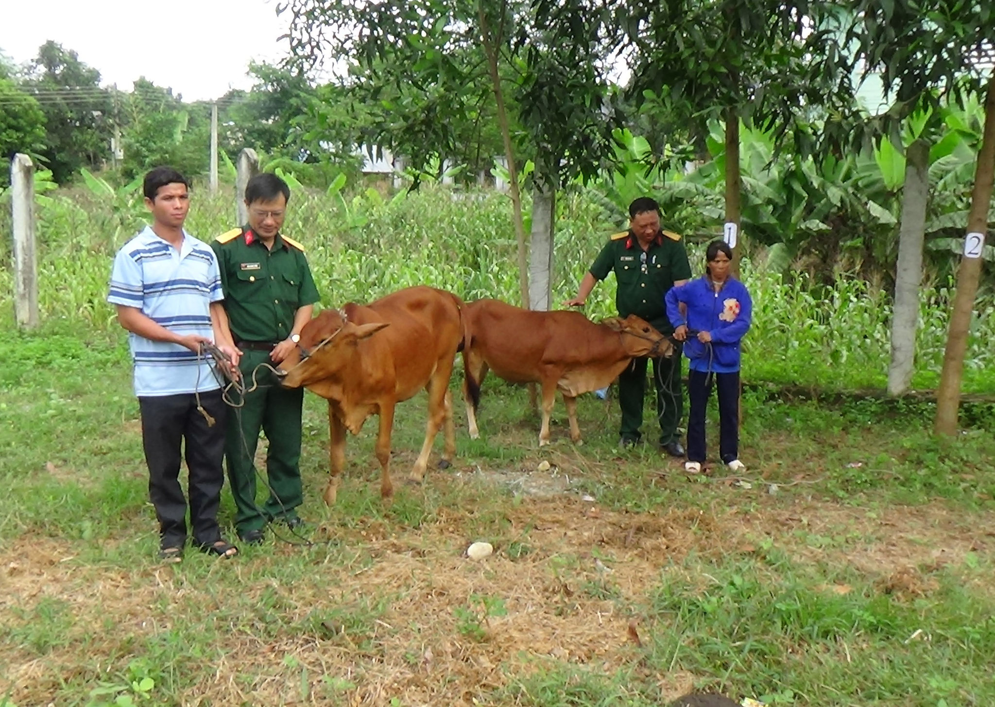 Các Nhóm hỗ trợ tặng bò giống cho người dân xã Khánh Phú.