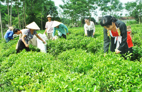 Cây chè - một trong những loại cây 