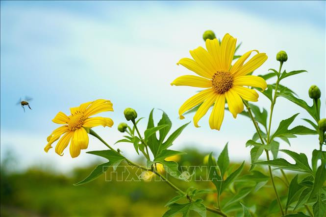 Hoa dã quỳ khoe sắc trên khắp núi đồi Điện Biên.