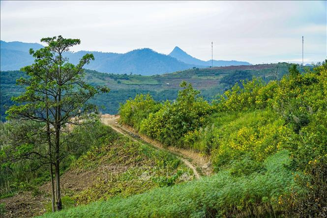 Sắc vàng của hoa dã quỳ phủ khắp núi đồi.