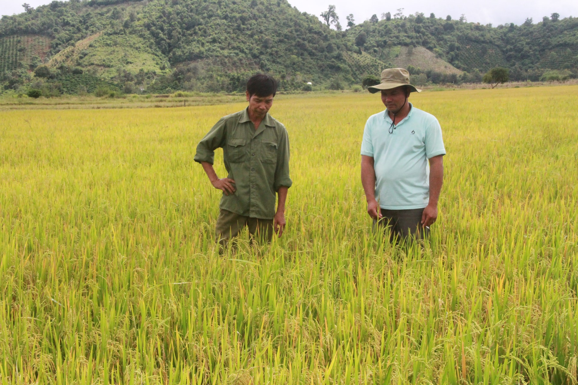 Ông Tào Văn Cấp (bên trái) thăm ruộng lúa của gia đình