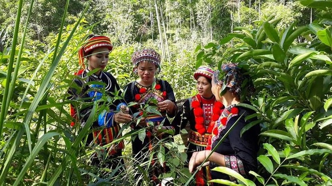 Chị Lý Thị Quyên (thứ hai từ trái sang) hướng dẫn bà con người Dao phân loại, lựa chọn nguyên liệu sản xuất gối thảo dược.